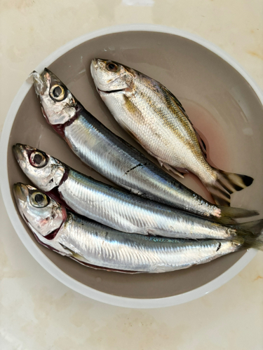 ウルメイワシの釣果