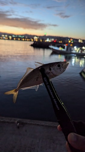 マアジの釣果