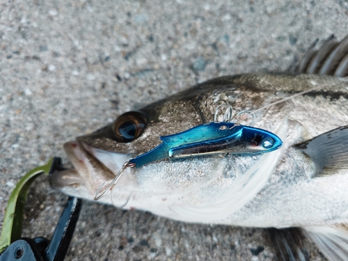 スズキの釣果