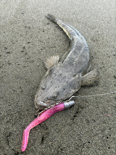 マゴチの釣果