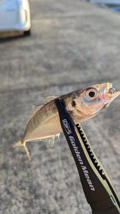 マアジの釣果