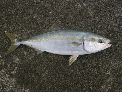 ツバスの釣果