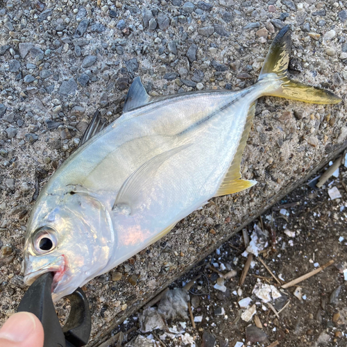 メッキの釣果