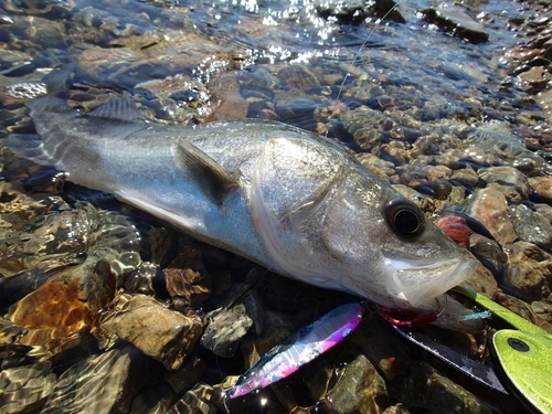 スズキの釣果