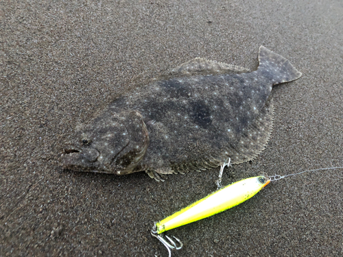 ヒラメの釣果