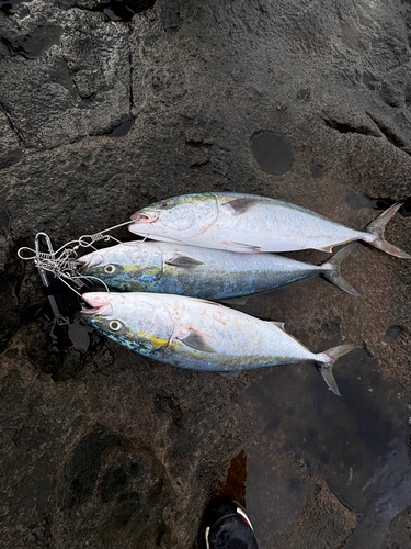 ワラサの釣果