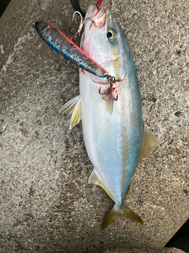 ハマチの釣果