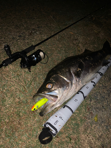 スズキの釣果