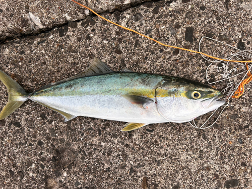 イナダの釣果