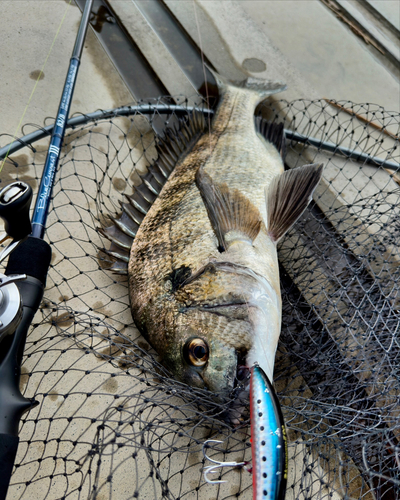 クロダイの釣果