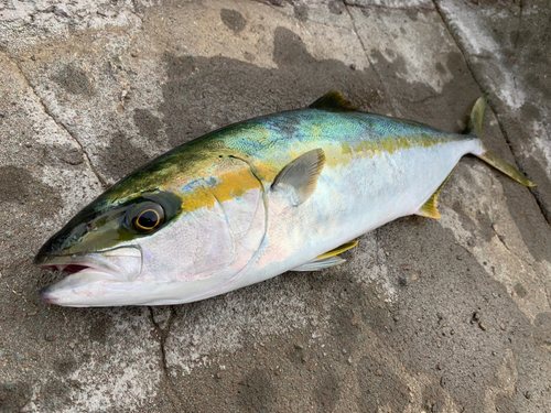 ヒラマサの釣果