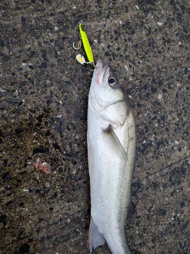 シーバスの釣果