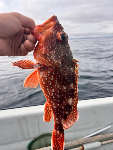 ウッカリカサゴの釣果