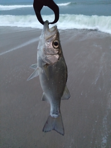 セイゴ（ヒラスズキ）の釣果