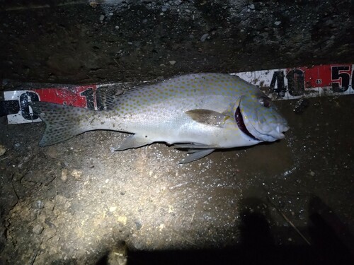 コロダイの釣果