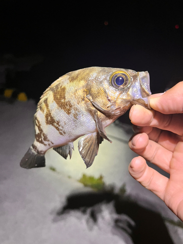 クロメバルの釣果