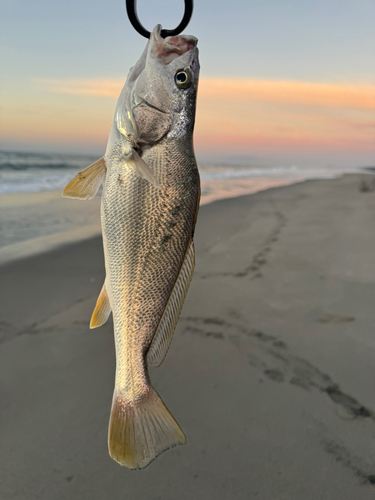 ニベの釣果