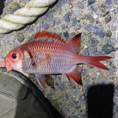 アカマツカサの釣果