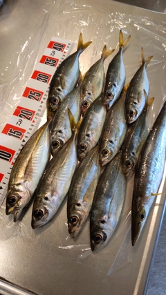 アジの釣果