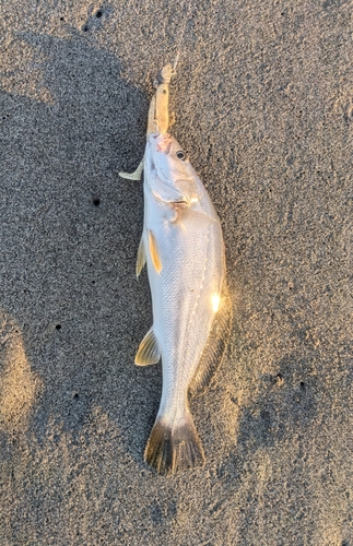 ニベの釣果