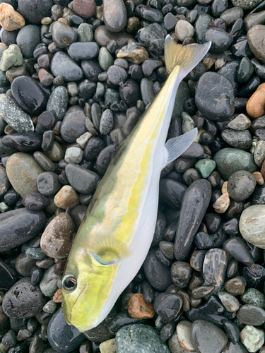 シロサバフグの釣果