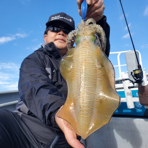 アオリイカの釣果