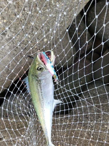 サゴシの釣果