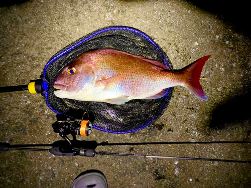 マダイの釣果