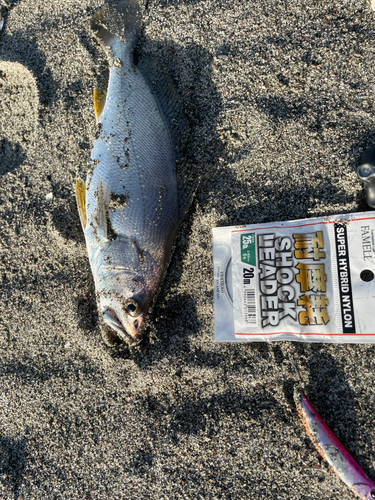 ニベの釣果