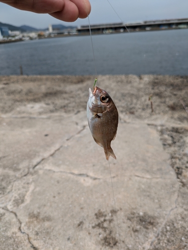 チャリコの釣果