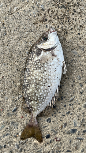 アイゴの釣果