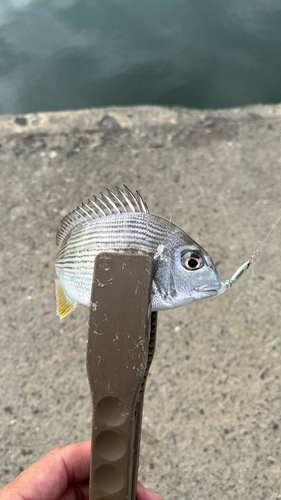 ヘダイの釣果