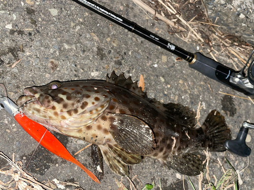 チャイロマルハタの釣果