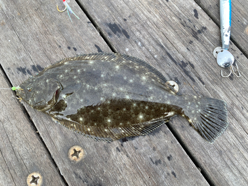 ヒラメの釣果