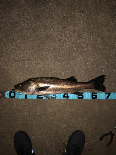 シーバスの釣果