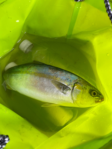 ツバスの釣果