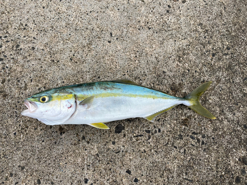 イナダの釣果