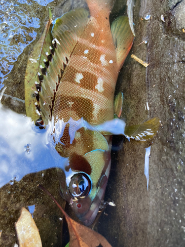 釣果