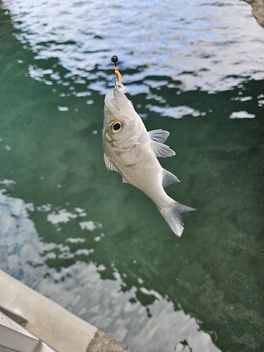 セイゴ（マルスズキ）の釣果