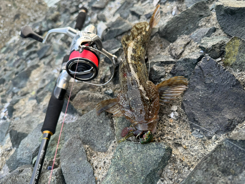 アイナメの釣果