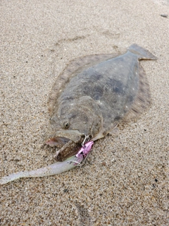 ヒラメの釣果