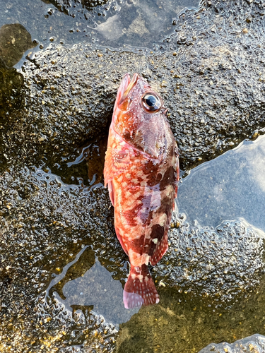 ガシラの釣果