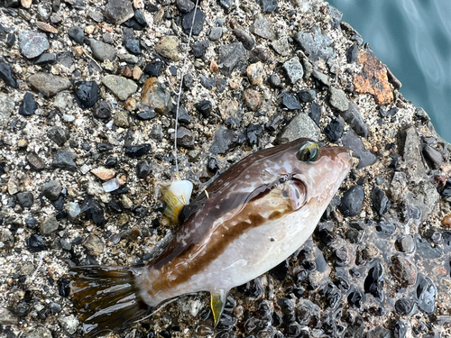 フグの釣果