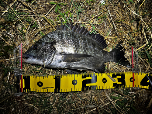 クロダイの釣果