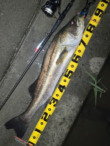 シーバスの釣果