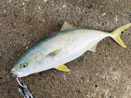 イナダの釣果