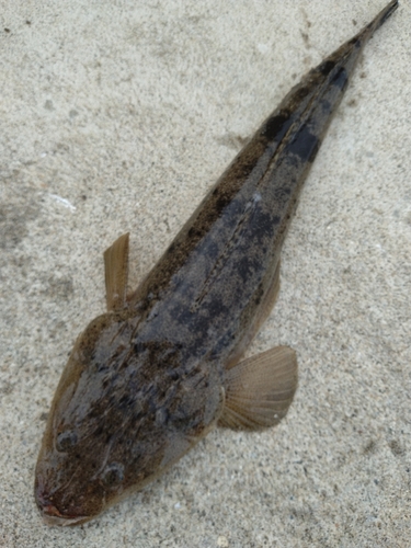 マゴチの釣果