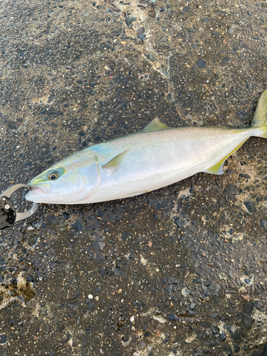 イナダの釣果