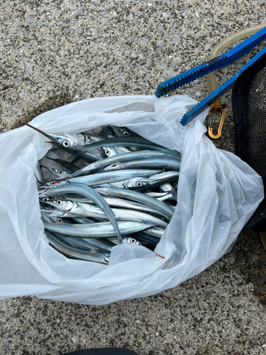 サヨリの釣果