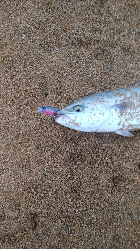 メジロの釣果